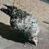 Chicken Roosterfarm Birds Farmlife Aseelmurga Azari Chicken Fam