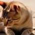 Cats Enjoying At Beach Remix Ringtone Foryou Cat 100kvews Mrbeastclothing Youtubeshorts