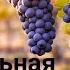 ИЗОБИЛЬНАЯ ВИНОГРАДНАЯ ЛОЗА