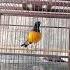 Murai Batu Borneo Gacor Full Isian Fighter Kicaumania Burung Burungkicau Murai Muraibatu Kicau Gacor