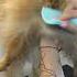Как высушить и вычесать шпица полезныесоветы шпиц Dog Viral Fyp Pet Animal собака Doglover