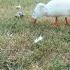 Feeding Beautiful Ducks Famous Feed Feeding Cute White444 Viral Trending New Cd Shani23