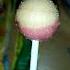 Chupa Chups Lollipop Strawberry Shorts Chocolate