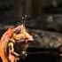 Strange Magic Trouble HD