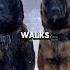 The Malinois Is Basically A Special Forces Agent In Torpedo Suit Shorts Malinois
