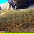 Lake Erie GIANT Smallmouth Bass On Beds