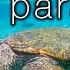 TURTLE PARADISE 4K Undersea Ambient Nature Relaxation Film Jason Stephenson Meditation Music