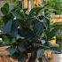 Camellias Love Acidic Environments Know The Best Way To Water Them Soilphu Garden Soiltest