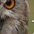 All About Owls For Kids Backyard Bird Series FreeSchool
