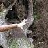 Беловежская пуща Зубры в Белоруссии Дикий лес Belovezhskaya Pushcha Bialowieza Forest
