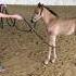 My FOAL Grow Up To Bee A BEAUTIFUL STALLION Horses Babyhorse Shorts