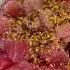 Limu Ahi A Hawaiian Poke Classic Shorts Poke