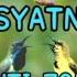 Suara Pikat Semua Burung Kecil Paling Ampuh Pikat Sogon2025