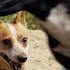 City Dogs Try Herding Sheep For The First Time Presented By BuzzFeed Subaru