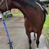 Ржание лошади Звуки лошади ржание коня лошади лошади арабская Horses