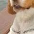 Dog Comedy That Ll Make You Laugh Out Loud Funny Dog Videos 2025