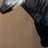 Endangered Okapi Born At Dublin Zoo
