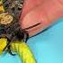 Deaths Head Hawk Moths Are Silly Moths Hawkmoth