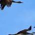 Iosif Kobzon The Cranes 백학 원곡