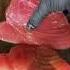 Ahi Tuna Steaks Grill Nation