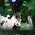 Birds Of Thailand The Large Niltava Niltava Grandis Birds Nature Thailand
