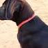 Baby Dog Barking Sound 13 Shorts Dogsound Dogvoice Puppyvoice Barking