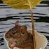Jerry S Floatala Music Dj Edm Trending Ytshort Viralshort Ai Mouse Boat