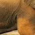 Two People Killed By Hyenas In Thika