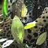 Animalworld Jaguars Animal World With Jawan Layan Animals