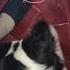 Bordercollielove Pets Doglover Cani Perte Love