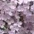 Spring Flowers Cherry Blossom Video Background Футаж Сирень 1 HD 1080p