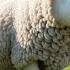 White Sheep Fluffy And Fat Popular Nursery Rhyme Educational Kids Songs