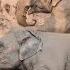 Baby Elephants Discover The Joy Of Rainy Day Spa ElephantNews