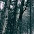 Akira Kosemura In The Dark Woods Trailer