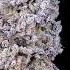 Organic Nana Glue Flush Just Water When Dry Grown In GaiaGreenOrganics Organicgardening