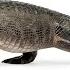 ALLIGATOR Animals For Kids All Things Animal TV