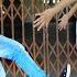 Gulabo Cover Dance Video Party Song Choreography By Debabrata Roy DUBPROXZ Presents DEF CREATION