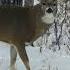 This Saskatchewan GIANT Has To Be The Most Skittish Deer I Ve Ever Hunted Bowhunting Whitetail