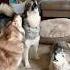 Heccin Karen Ruinin Their Lives Shorts Shortsvideo Husky Howlingdog Huskydog Funnydog Dog