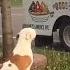 Pit Bull Patiently Waits In Line For Ice Cream