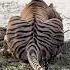 Noorie The Queen Animals Indiansafari Tiger Tigers Wildanimals Wild Wildlife India Netgeo