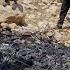 Burning Down Soroush And Asma S Shelter Who Did This