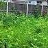Overgrown Again I Felt Like I Let Peggy Down Garden Rescue