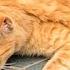 Stray Cat Kept Looking Down Drain And When It Was Opened People Were Shocked