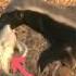 Honey Badger Vs Crocodile Beastbattlestv Wildlife Wildlifeentertainment Naturefight Animals