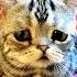 Meet LUHU World S Saddest Cat Cute Sad Cat