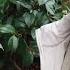 Camellia Japonica Vs Camellia Sasanqua