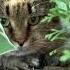 Майский лес и лесной котик The May Forest And The Forest Cat Cat Barsik