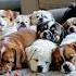 Sleeping Puppies Two