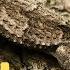 Animal Camouflage Learn How Animals Can Blend In With Their Environments